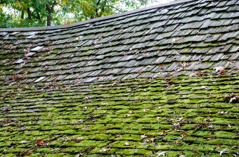 moss build up on roof