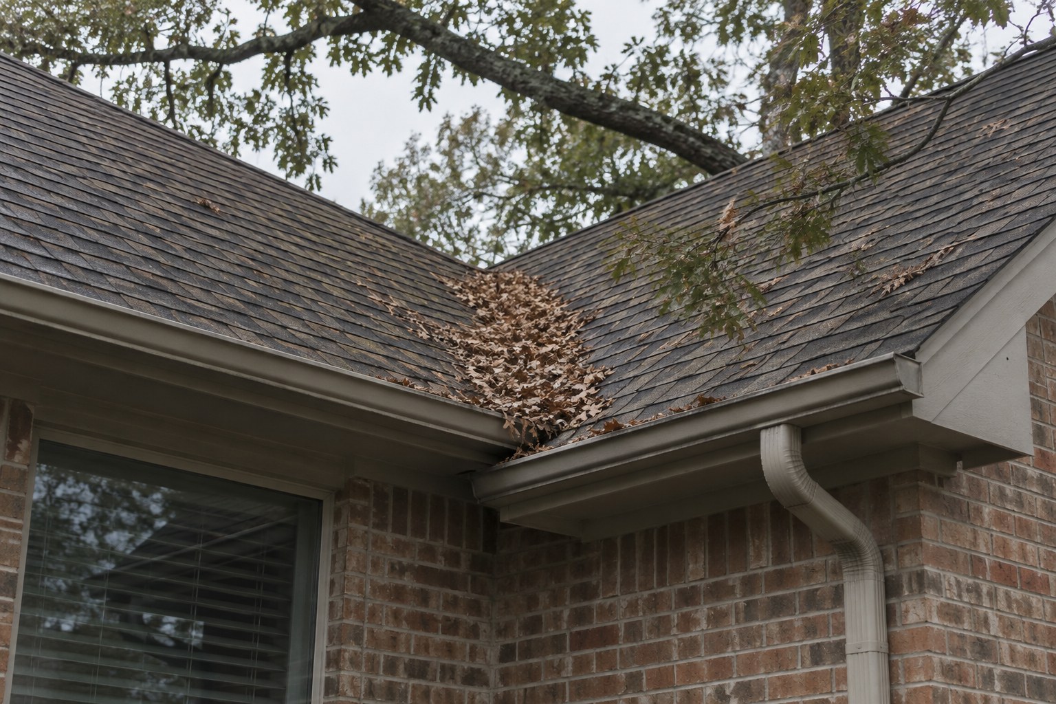 Dry live oak leaves piled in a shingle roof valley beneath overhanging branches on a brick home