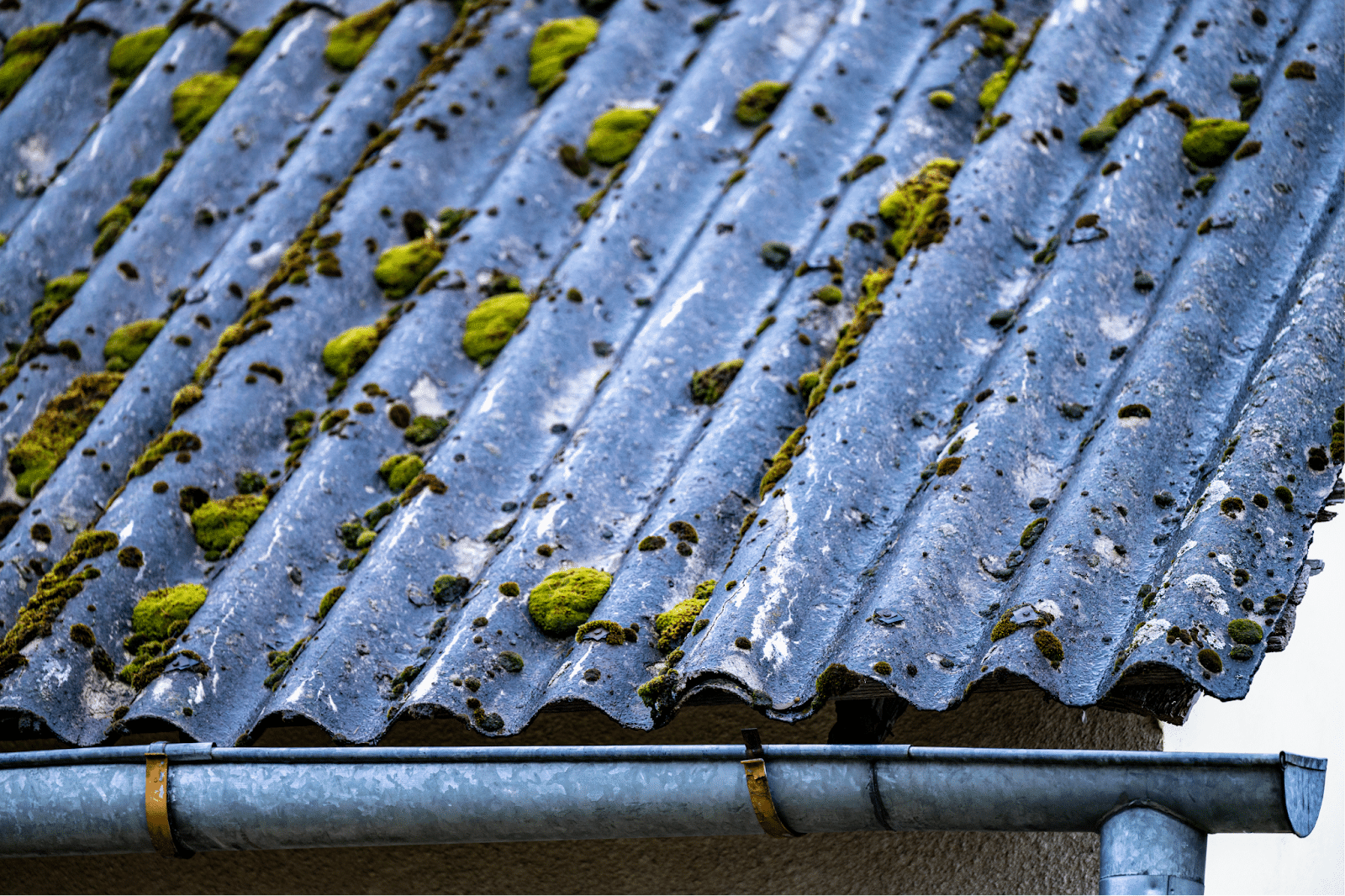 moss on a blue roof