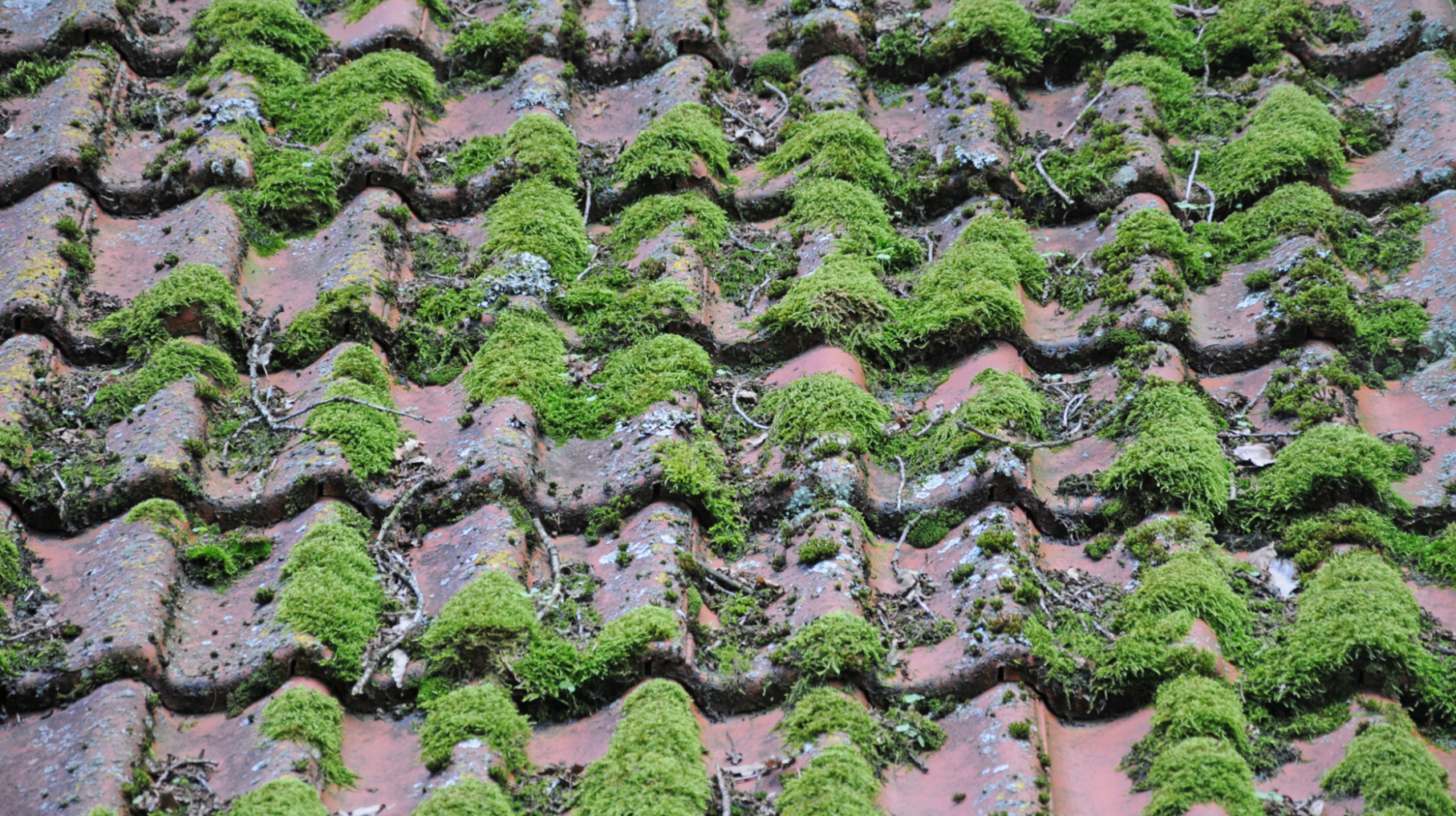 A Simple Guide on How to Remove Moss from Your Roof