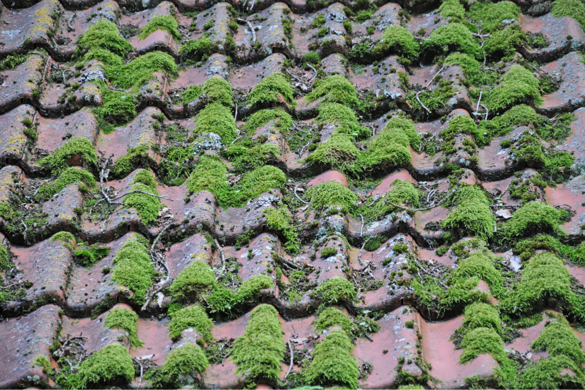 A Simple Guide on How to Remove Moss from Your Roof