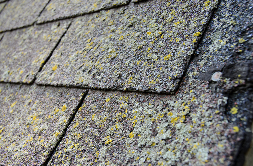 algae stains on roof