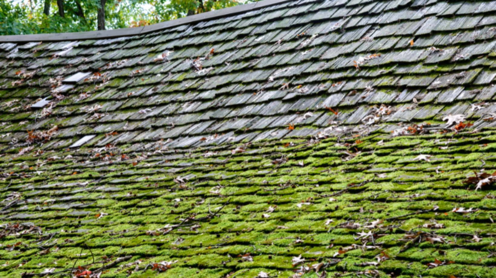 8 Problems Algae On Roof Can Cause And How To Fix It